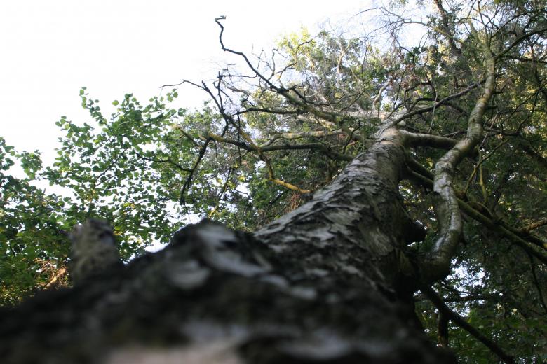 Free stock image of Tree Woodlands created by Nerd Tech