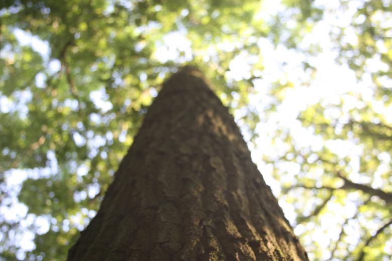 Free stock image of Tree Woodlands created by Nerd Tech