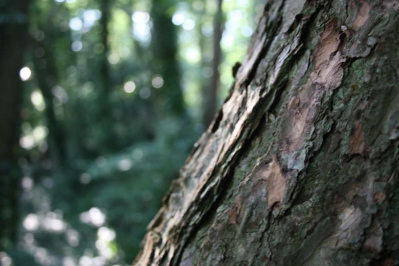 Free stock image of Awesome tree on a sunny day created by Nerd Tech