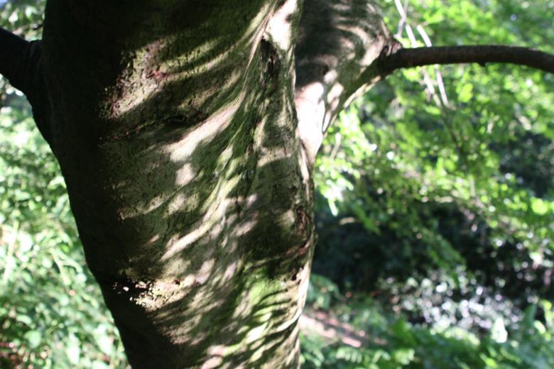 Free stock image of Awesome tree on a sunny day created by Nerd Tech