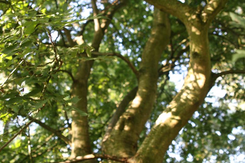 Free stock image of Awesome tree on a sunny day created by Nerd Tech