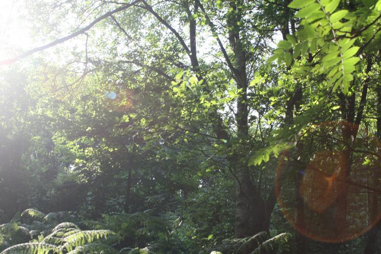 Free stock image of Awesome trees on a sunny day created by Nerd Tech