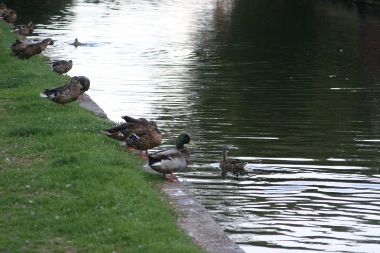 Free stock image of Ducks by the river on a sunny day created by Nerd Tech