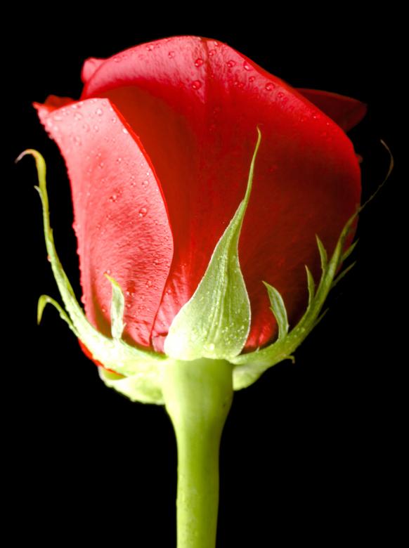 Free stock image of Red rose on black created by 2happy
