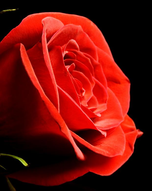 Free stock image of Red rose on black created by 2happy