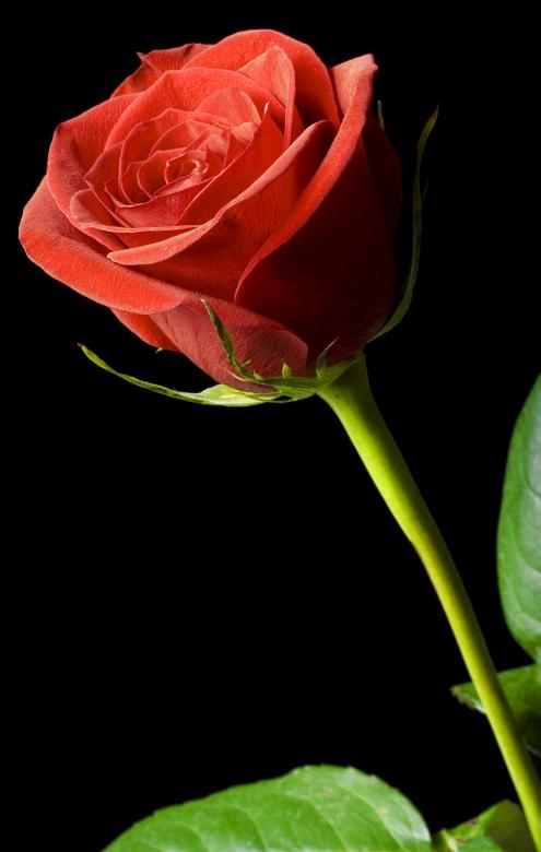 Free stock image of Red rose on black created by 2happy