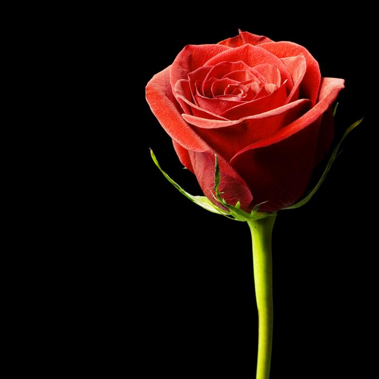Free stock image of Red rose on black created by 2happy