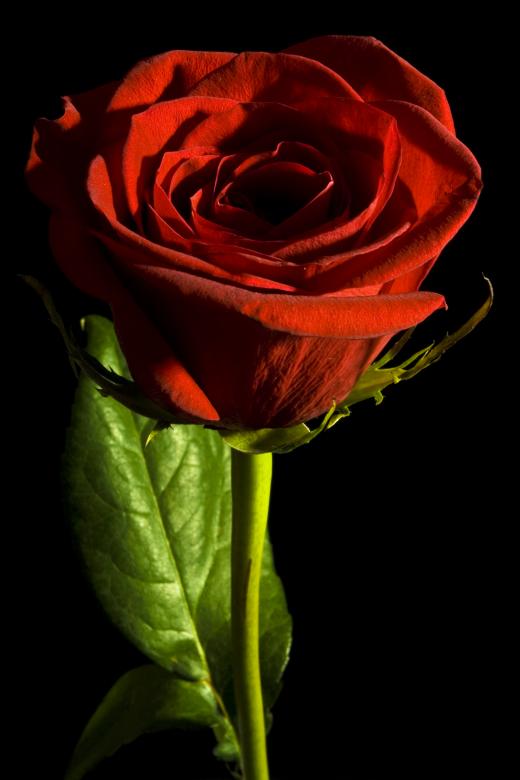 Free stock image of Red rose on black created by 2happy