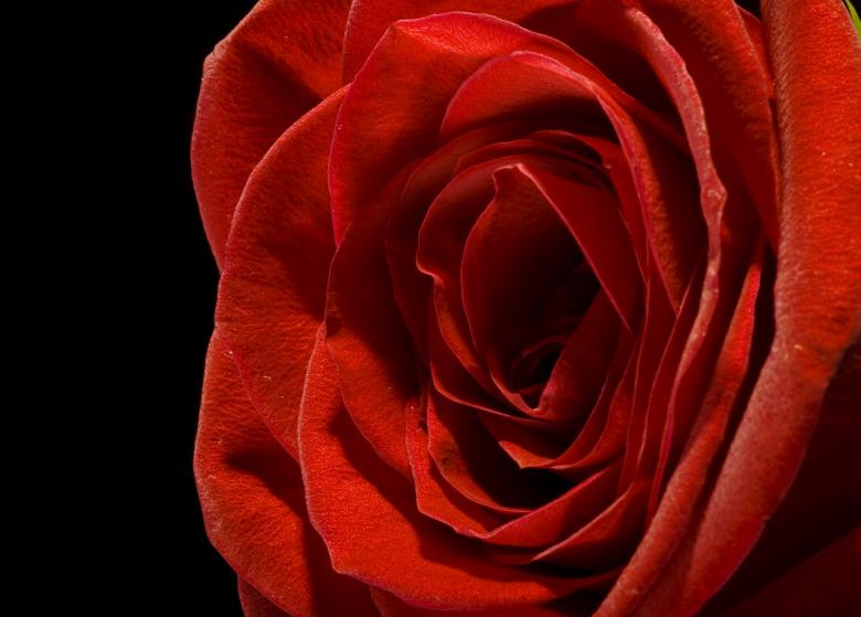 Free stock image of Red rose on black created by 2happy