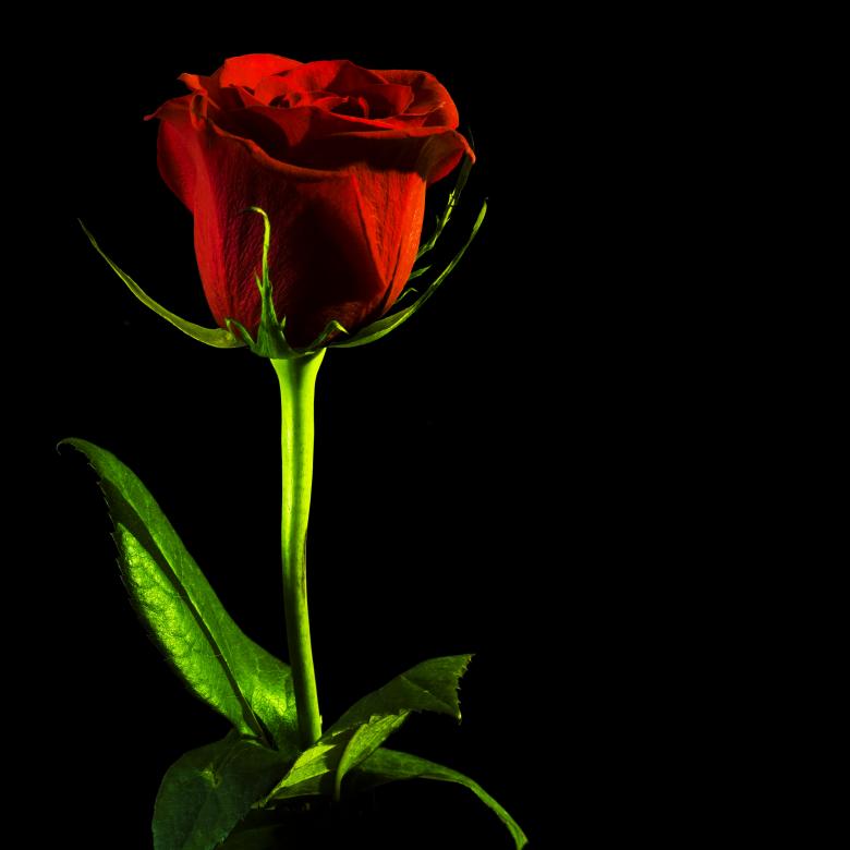 Free stock image of Red rose on black created by 2happy