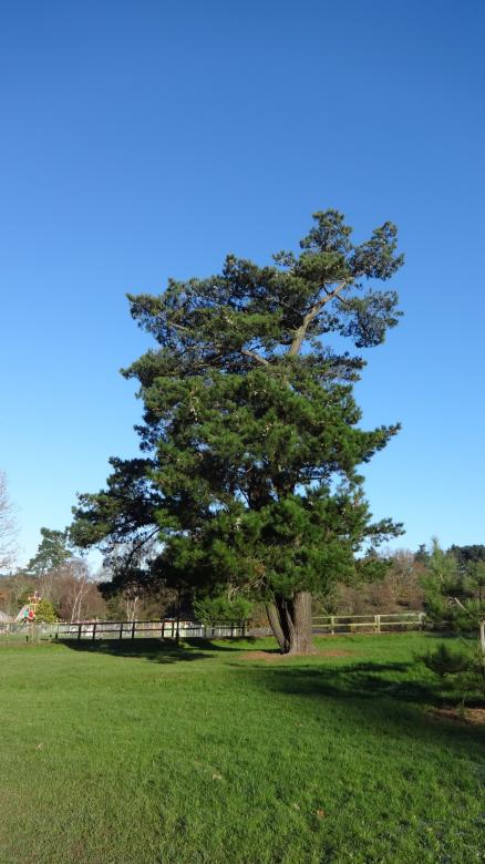 Free stock image of Tree at Southampton Sport Centre created by Wady Galfskiy