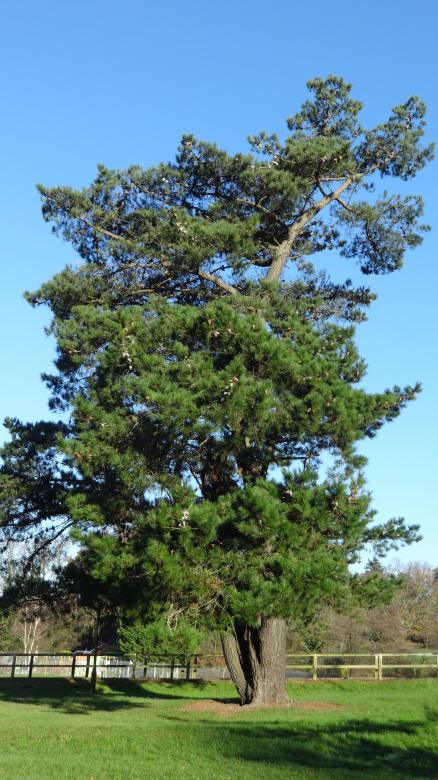 Free stock image of Tree at Southampton Sport Centre created by Wady Galfskiy