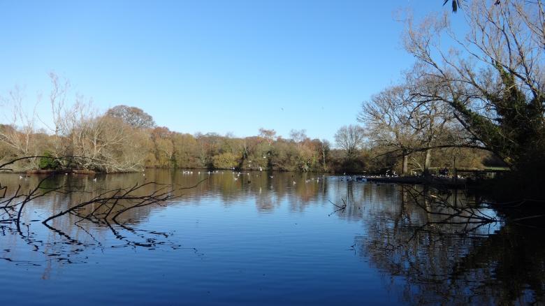 Free stock image of Southampton Common Pond created by Wady Galfskiy