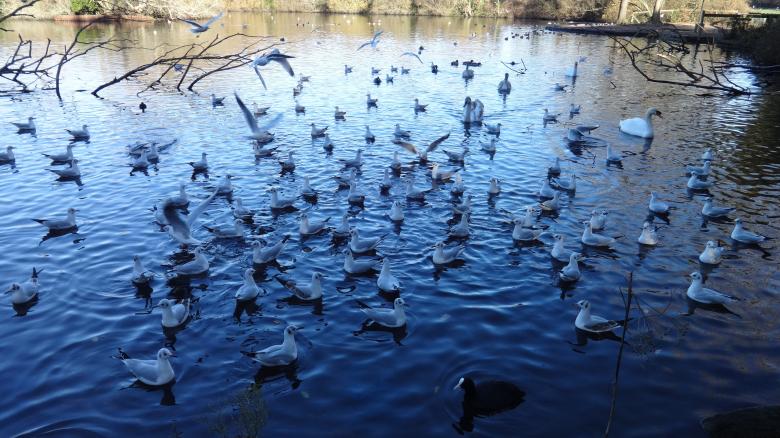 Free stock image of Birds and Swans created by Wady Galfskiy