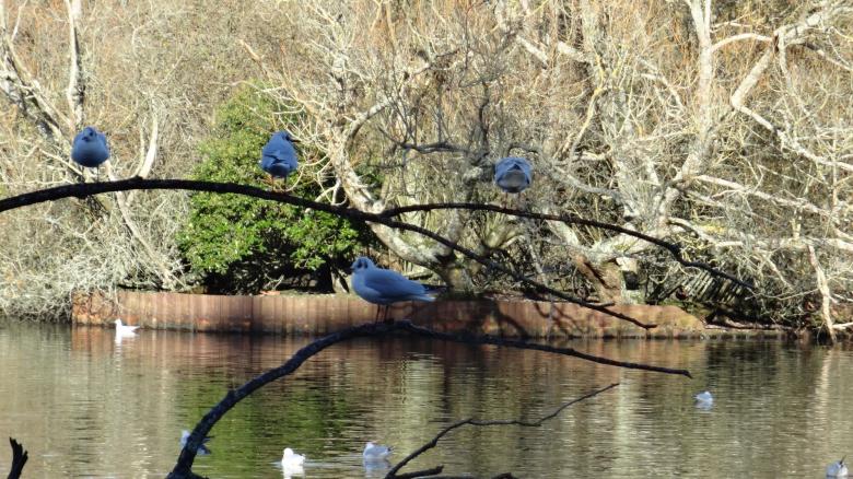 Free stock image of Birds in Southampton Common Pond created by Wady Galfskiy