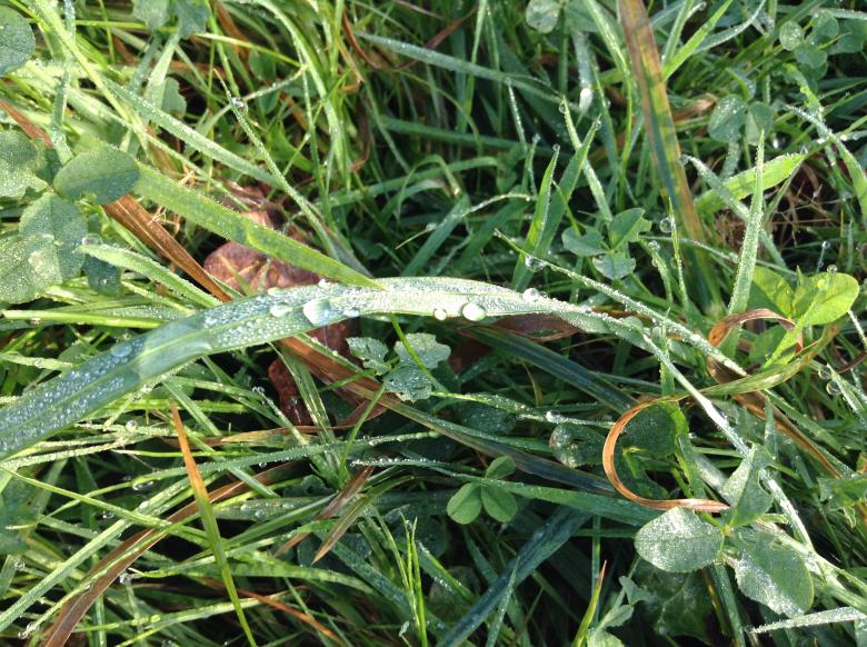 Free stock image of Dew on grass created by Wady Galfskiy