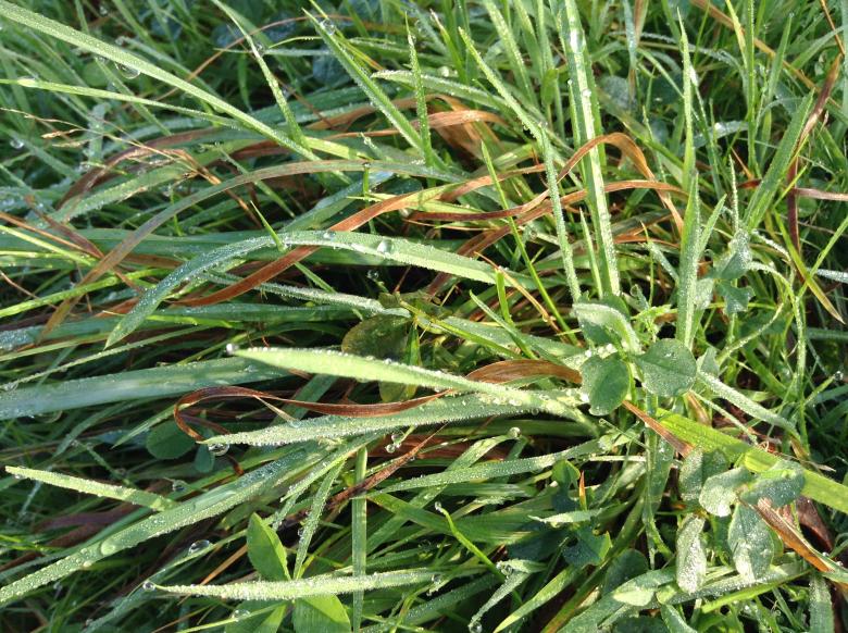 Free stock image of Dew on grass created by Wady Galfskiy