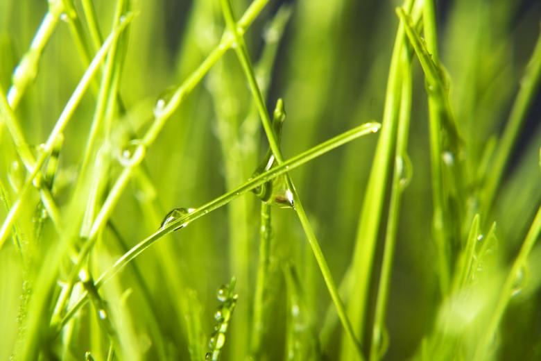 Free stock image of Wet grass created by 2happy