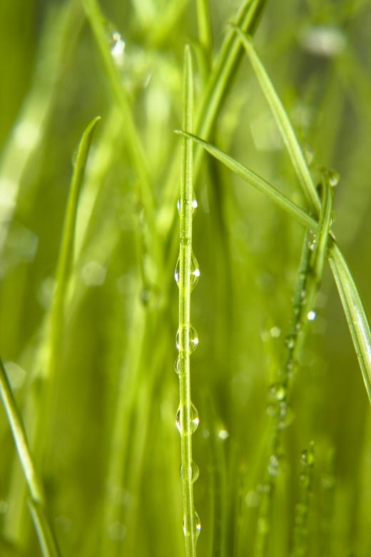 Free stock image of Wet grass created by 2happy