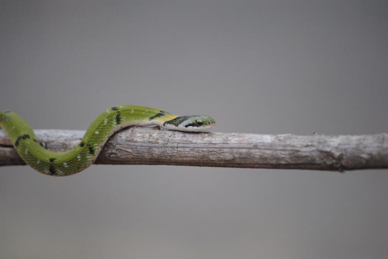 Free stock image of Beautiful Snake created by Amar Roy