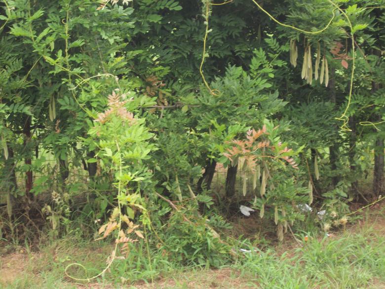 Free stock image of Trees created by delicopsch56