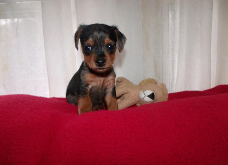 Free stock image of Eenie Weenie Puppy Love created by Nature Girl