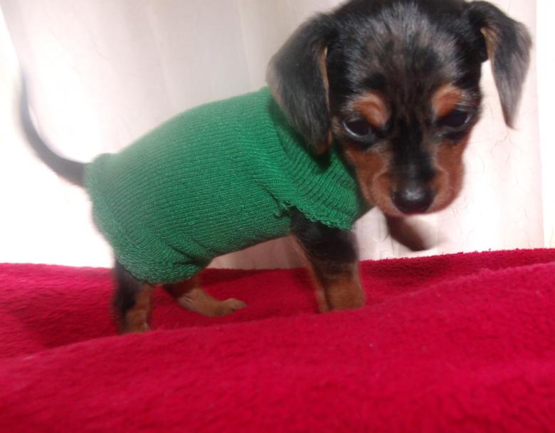 Free stock image of Eenie Weenie's Christmas Sweater created by Nature Girl