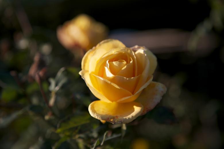 Free stock image of Yellow rose created by dana richardson