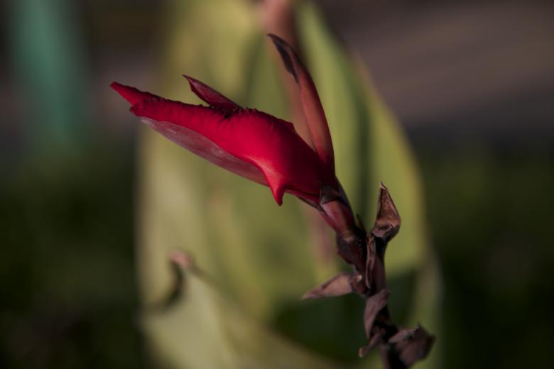 Free stock image of Red bud created by dana richardson