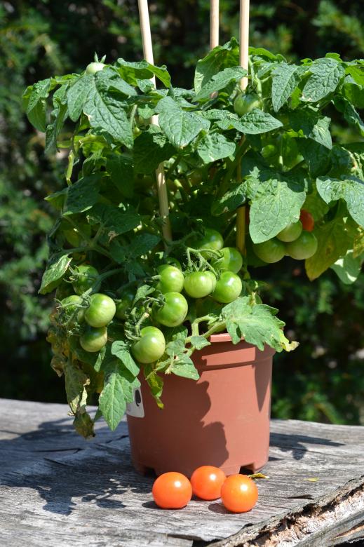 Free stock image of Tomatoes created by Tomas Adomaitis