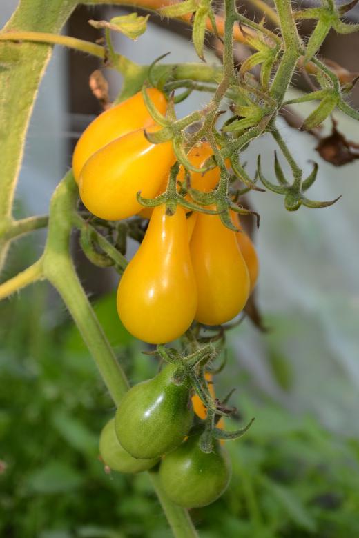 Free stock image of Tomatoes created by Tomas Adomaitis