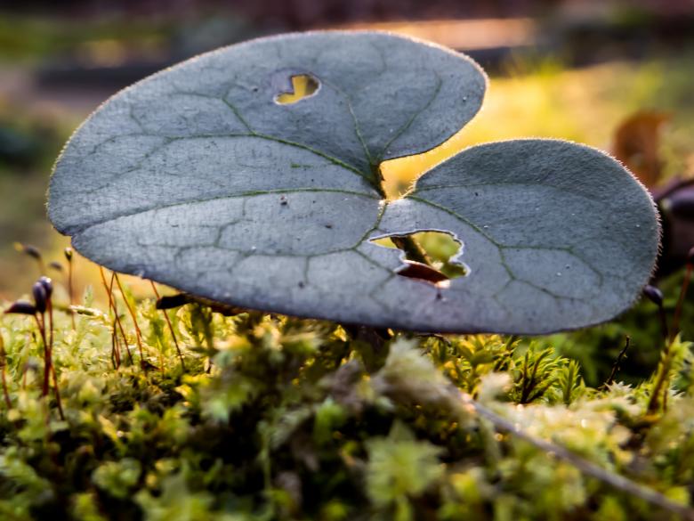 Free stock image of Plant created by Janis Urtans