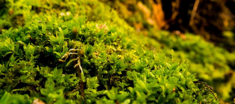 Free stock image of Moss created by Janis Urtans