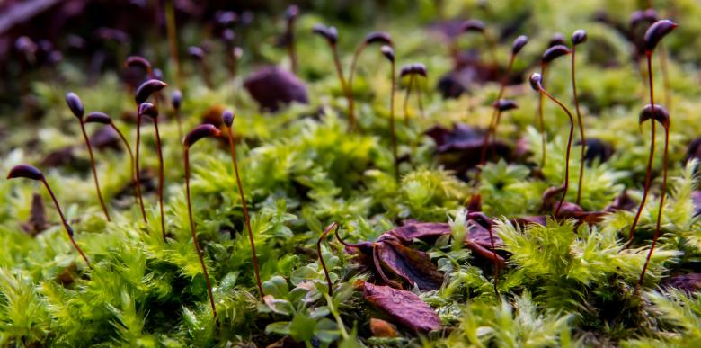 Free stock image of Weird nature created by Janis Urtans