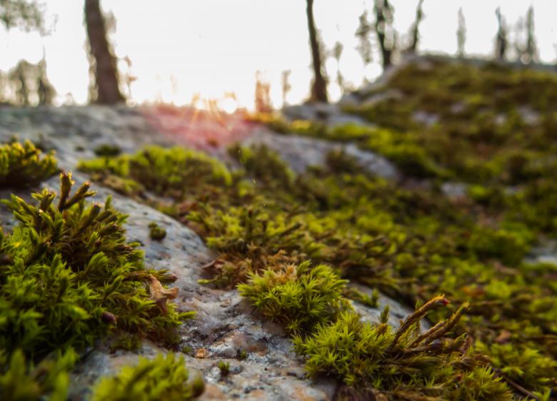 Free stock image of Macro path  created by Janis Urtans