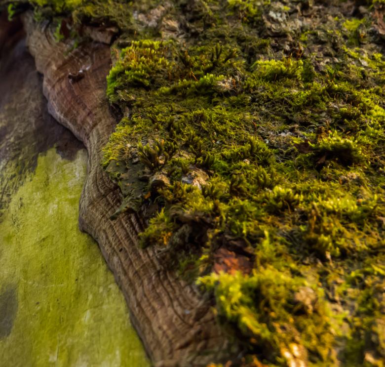 Free stock image of Bark with some moss  created by Janis Urtans