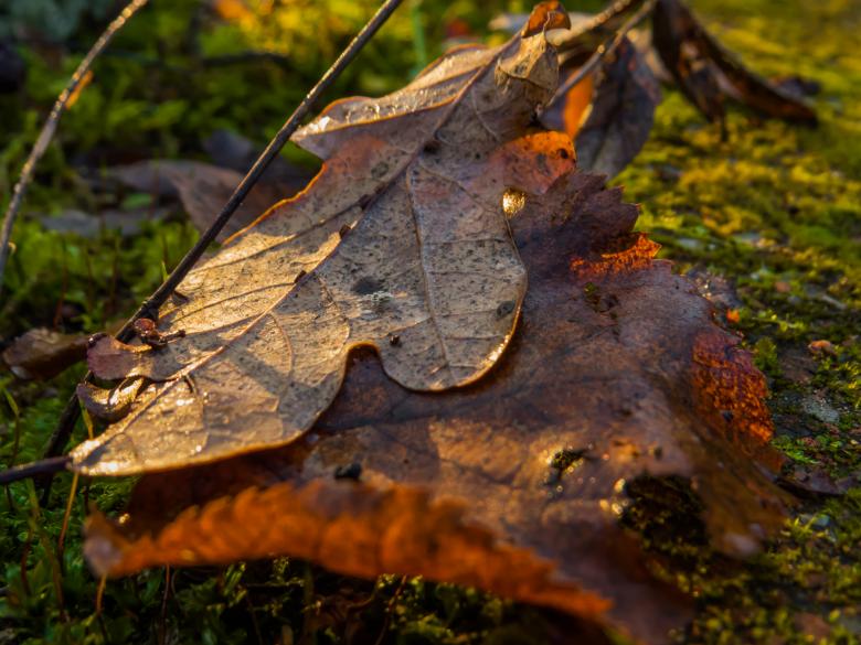 Free stock image of Old leaves  created by Janis Urtans