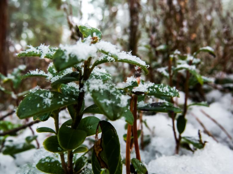 Free stock image of Snowy Forest created by Janis Urtans