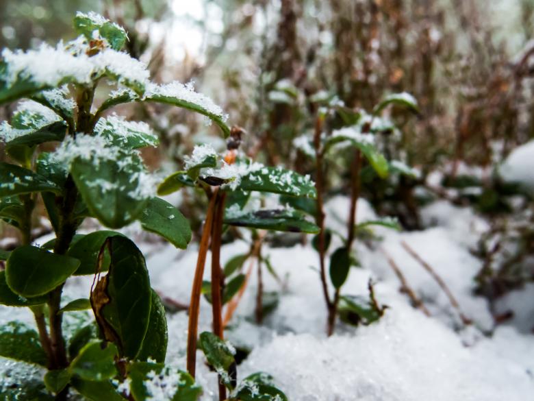 Free stock image of Snowy Forest created by Janis Urtans