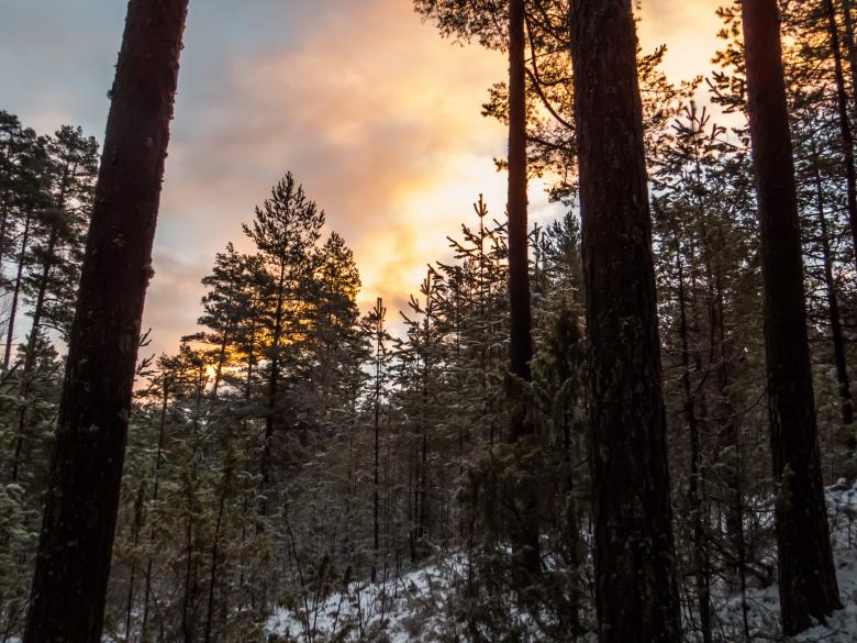 Free stock image of Snowy Forest created by Janis Urtans