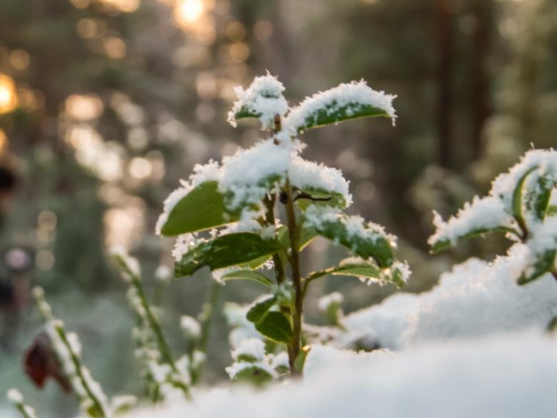 Free stock image of Snowy Forest created by Janis Urtans