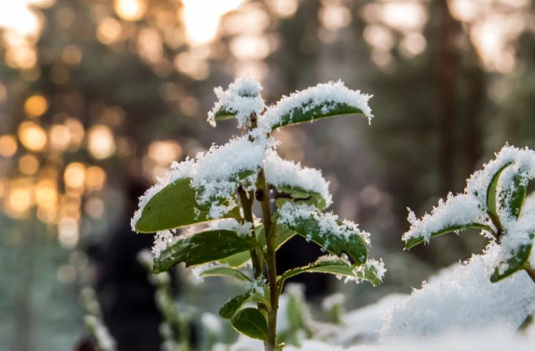 Free stock image of Snowy Forest created by Janis Urtans