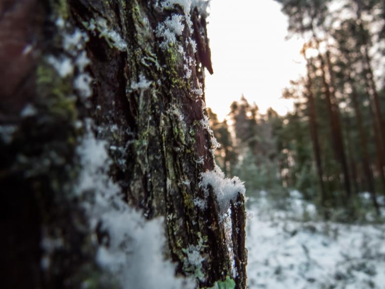 Free stock image of Snow day created by Janis Urtans