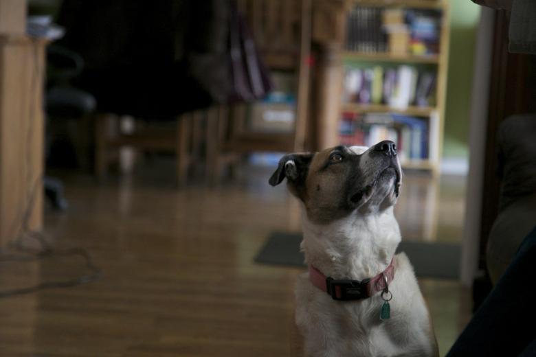 Free stock image of Looking alert created by dana richardson