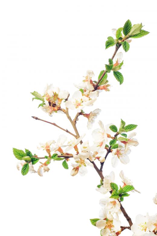Free stock image of white flowers created by 2happy