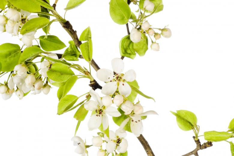 Free stock image of white flowers created by 2happy