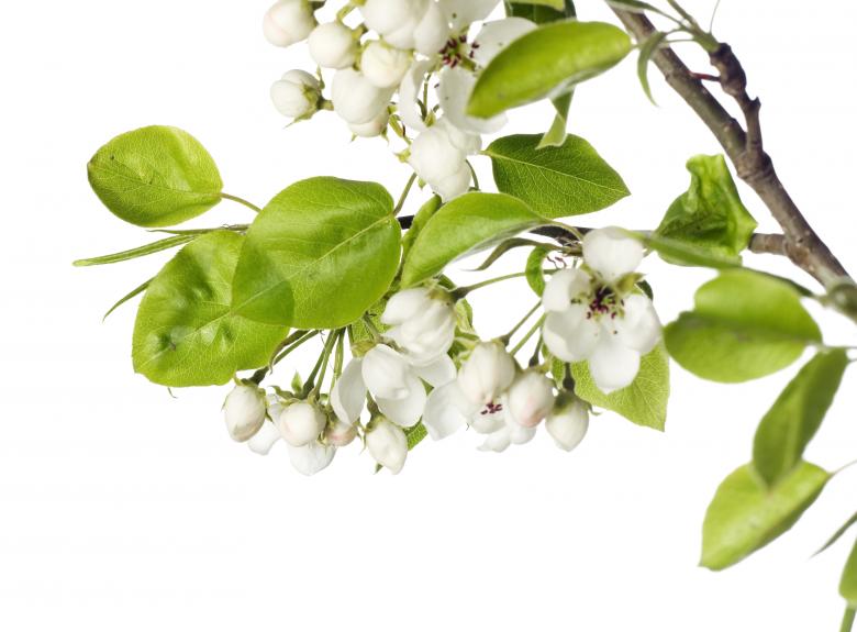 Free stock image of white flowers created by 2happy