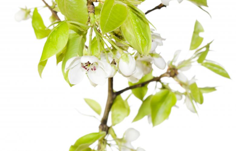 Free stock image of white flowers created by 2happy