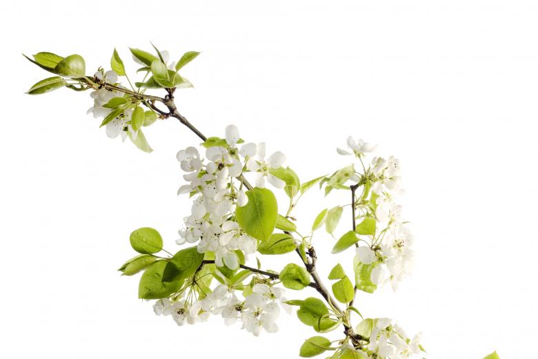 Free stock image of white flowers created by 2happy