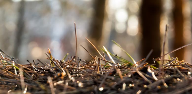 Free stock image of Nature created by Janis Urtans